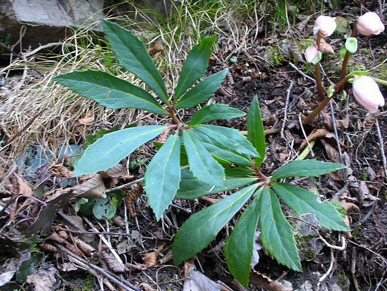 Helleborus niger / Rosa di Natale